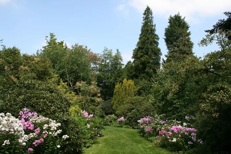 Een volgroeide tuin met bloeiende struiken en hoge naaldbomen