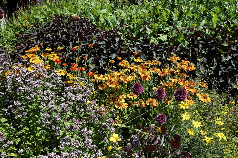 Een border vol bloeiende vaste planten in oranje, geel en paars