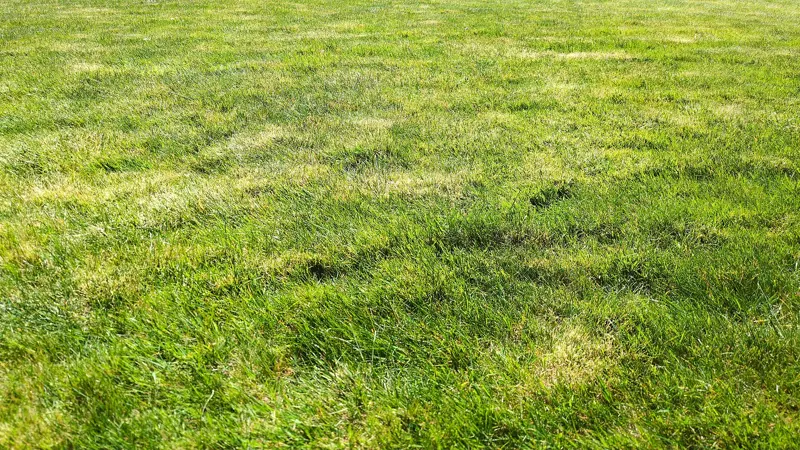 Een dicht, groen gazon van dichtbij