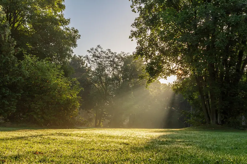 Een gazon in de ochtendzon, met lichtstralen tussen hoge bomen